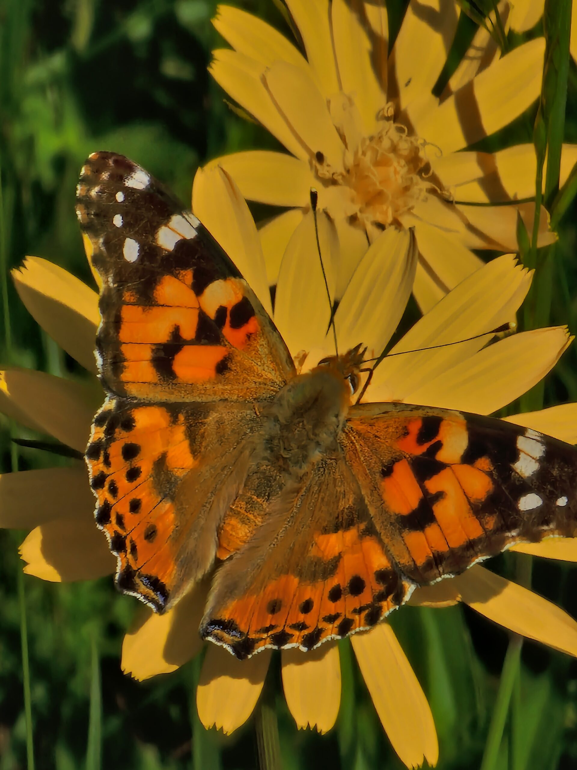 Seminar The Butterfly für jeden der neu im Vertrieb ist oder auch sein Startup voran bringen will.